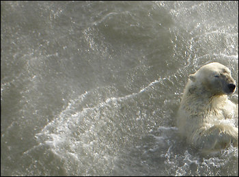 swimming polar bear swimming polar bear