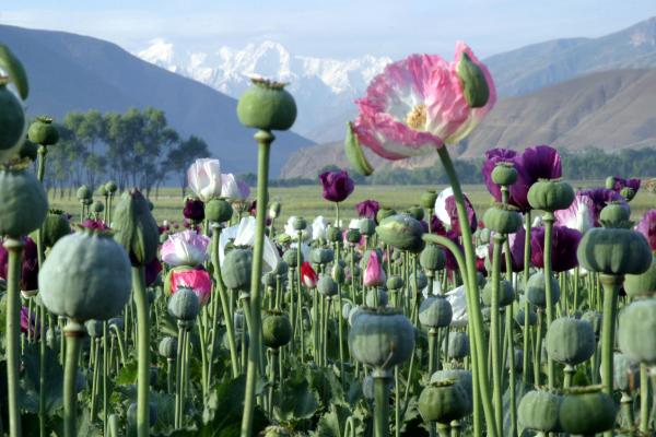 http://www.urantiansojourn.com/wp-content/uploads/2009/10/afghanistan_poppy.preview.jpg