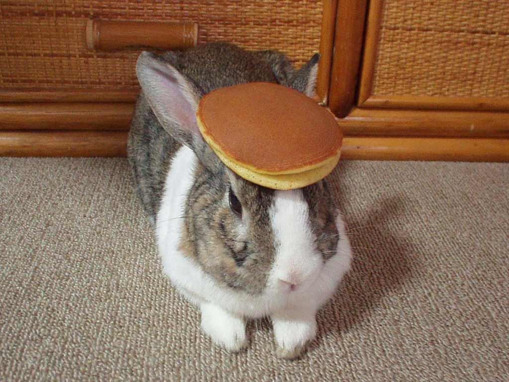 pancake bunny pancake bunny